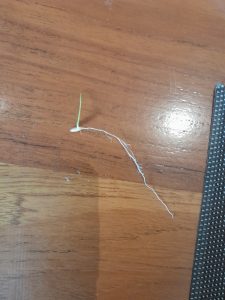눈금자 옆의 싹 튼 벼